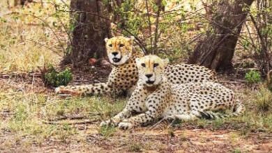 चीतों के स्वागत को तैयार नौरादेही, 7 अक्टूबर को कूनो से लाए जाएंगे 2 चीते; बनेगा तीन बड़ी बिल्लियों का घर