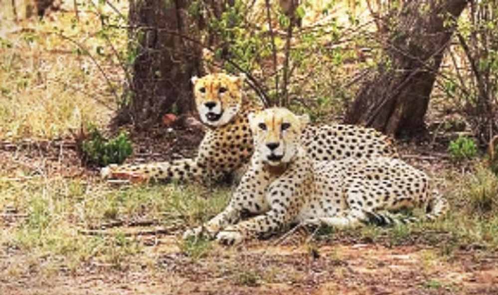 चीतों के स्वागत को तैयार नौरादेही, 7 अक्टूबर को कूनो से लाए जाएंगे 2 चीते; बनेगा तीन बड़ी बिल्लियों का घर चीतों के स्वागत को तैयार नौरादेही, 7 अक्टूबर को कूनो से लाए जाएंगे 2 चीते; बनेगा तीन बड़ी बिल्लियों का घर