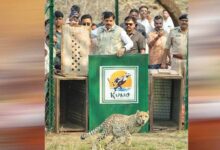 मुख्यमंत्री डॉ. यादव 7 अक्टूबर को 2 चीतों को वीरांगना दुर्गावती टाइगर रिजर्व में करेंगे विमुक्त