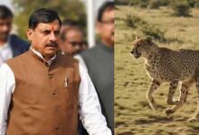 सागर के वीरांगना दुर्गावती टाइगर रिजर्व में आज 7 अक्टूबर को छोड़े जाएंगे 2 चीते, 439 हेक्टेयर में तैयार हुआ सुरक्षित ठिकाना