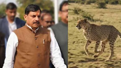 सागर के वीरांगना दुर्गावती टाइगर रिजर्व में आज 7 अक्टूबर को छोड़े जाएंगे 2 चीते, 439 हेक्टेयर में तैयार हुआ सुरक्षित ठिकाना