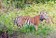 बालाघाट का लांजी जंगल बना वन्यजीवों का नया कॉरिडोर, छत्तीसगढ़ से हाथी और महाराष्ट्र से आ रहे बाघ