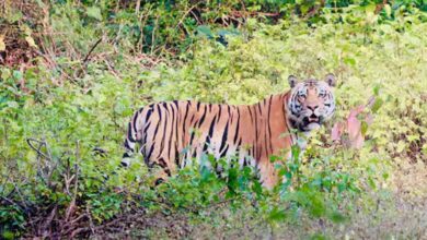 बालाघाट का लांजी जंगल बना वन्यजीवों का नया कॉरिडोर, छत्तीसगढ़ से हाथी और महाराष्ट्र से आ रहे बाघ