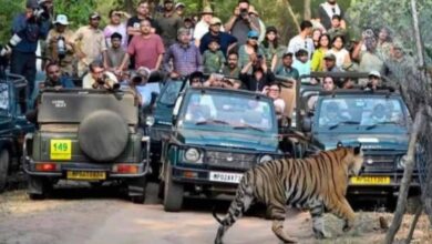 बांधवगढ़ में पर्यटकों की धूम, 8 दिन में 4598 सैलानियों ने की जंगल सफारी; बाघों के करीब से दीदार
