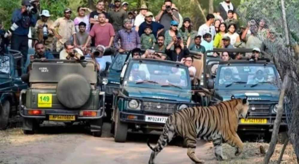 बांधवगढ़ में पर्यटकों की धूम, 8 दिन में 4598 सैलानियों ने की जंगल सफारी; बाघों के करीब से दीदार बांधवगढ़ में पर्यटकों की धूम, 8 दिन में 4598 सैलानियों ने की जंगल सफारी; बाघों के करीब से दीदार