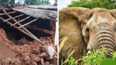 CG में हाथियों का तांडव, सुबह 3 बजे गांव में घुसे झुंड ने मवेशियों को कुचला