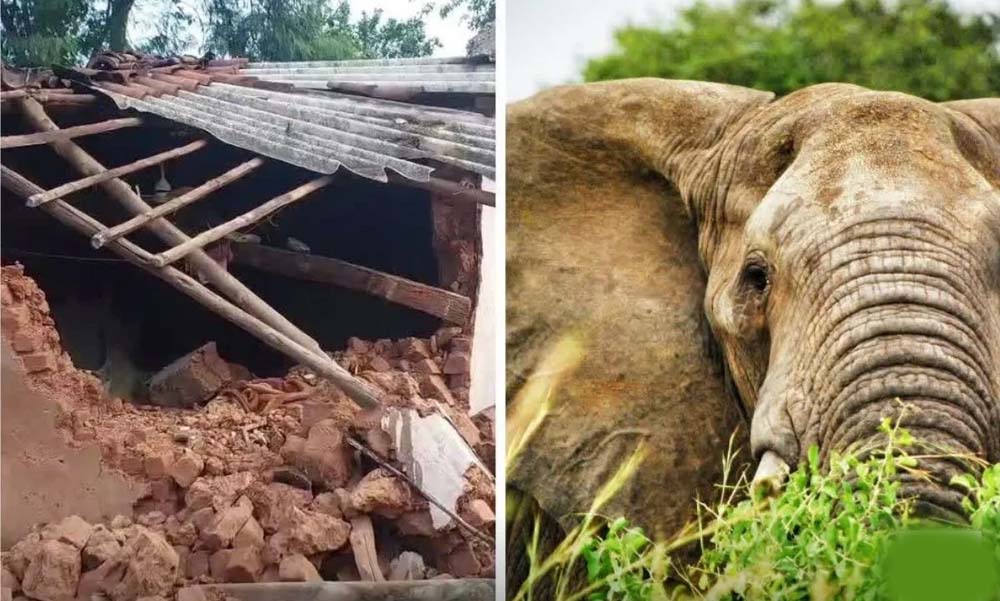 CG में हाथियों का तांडव, सुबह 3 बजे गांव में घुसे झुंड ने मवेशियों को कुचला CG में हाथियों का तांडव, सुबह 3 बजे गांव में घुसे झुंड ने मवेशियों को कुचला