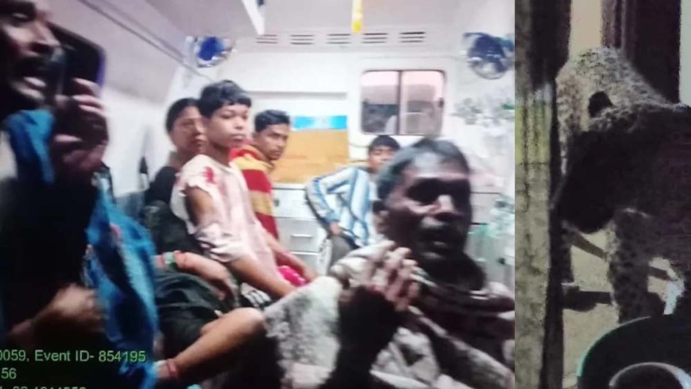 CG में घर में घुसे तेंदुए का आतंक, 6 लोगों पर किया हमला; 3 की हालत गंभीर CG में घर में घुसे तेंदुए का आतंक, 6 लोगों पर किया हमला; 3 की हालत गंभीर