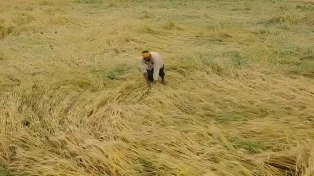 12 अक्टूबर तक पूरा होगा फसल क्षति का डिजिटल सर्वे, प्रभावित किसानों को मिलेगी नियमानुसार सहायता