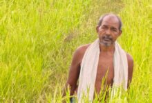 कृषक उन्नति योजना से शंकर प्रसाद की खेती को मिलेगा आर्थिक संबल, तीन एकड़ में सुगंधित धान की खेती पर मिलेंगे 45 हजार रुपये