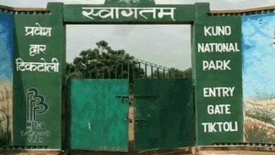 कूनो में चीतों की मौत पर जानकारी देने से वन विभाग का इनकार, RTI में पोस्टमार्टम रिपोर्ट रोकी