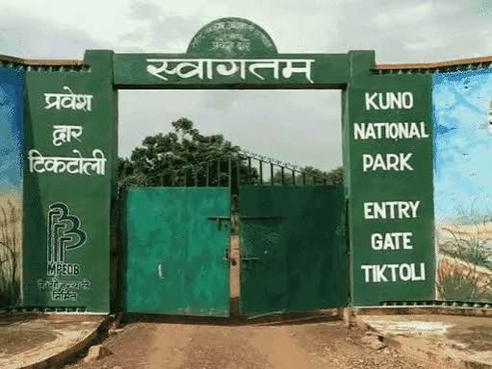कूनो में चीतों की मौत पर जानकारी देने से वन विभाग का इनकार, RTI में पोस्टमार्टम रिपोर्ट रोकी कूनो में चीतों की मौत पर जानकारी देने से वन विभाग का इनकार, RTI में पोस्टमार्टम रिपोर्ट रोकी