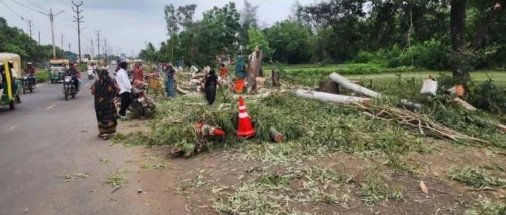 6911 पेड़ काटे, पौधे लगाने में फेल भोपाल नगर निगम! NGT ने लगाई फटकार, एक माह में मांगी रिपोर्ट