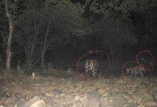 रिजर्व में बाघों की संख्या बढ़कर हुई 11, इनमें 6 का जन्म हुआ माधव टाइगर रिजर्व में