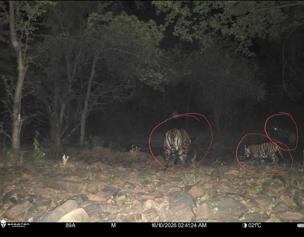 रिजर्व में बाघों की संख्या बढ़कर हुई 11, इनमें 6 का जन्म हुआ माधव टाइगर रिजर्व में