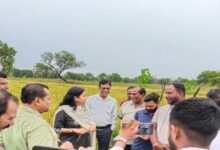 छत्तीसगढ़ में काले चावल की खेती से चमकेगी किसानों की किस्मत, 35 हजार रुपये क्विंटल तक है कीमत
