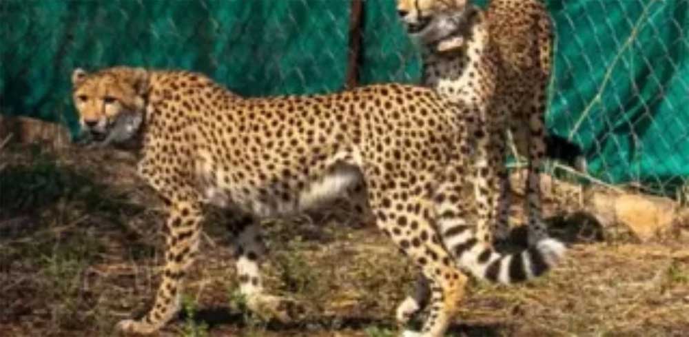 कूनो में चीते को किसने मारी गोली? शरीर से मिले पांच छर्रे, जांच के लिए पहुंचा केंद्रीय दल कूनो में चीते को किसने मारी गोली? शरीर से मिले पांच छर्रे, जांच के लिए पहुंचा केंद्रीय दल