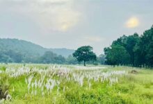 चक्रवात अरनब के प्रभाव से सुहावना हुआ मौसम, बांधवगढ़ टाइगर रिजर्व में प्रबंधन सतर्क