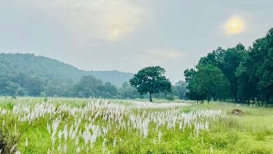 चक्रवात अरनब के प्रभाव से सुहावना हुआ मौसम, बांधवगढ़ टाइगर रिजर्व में प्रबंधन सतर्क