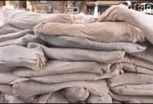 धार में गांजा तस्करी पर पुलिस की कार्रवाई, 6863 पौधे जब्त; एक गिरफ्तार, कई फरार