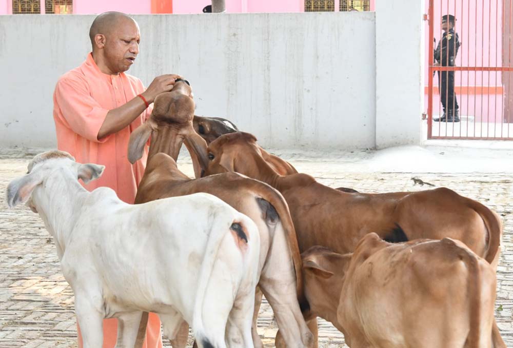 प्रदेश के सभी 75 जिलों में खुलेंगे पंचगव्य के आउटलेट, गोमूत्र और गोबर से तैयार होंगे उत्पाद प्रदेश के सभी 75 जिलों में खुलेंगे पंचगव्य के आउटलेट, गोमूत्र और गोबर से तैयार होंगे उत्पाद