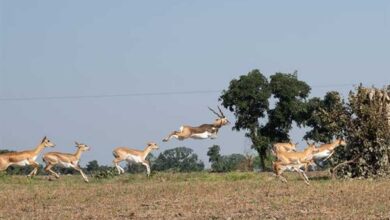 मानव–वन्य प्राणी संघर्ष और फसल क्षति कम करने के लिए कृष्ण-मृग स्थानांतरण अभियान का दूसरा चरण हुआ प्रारंभ