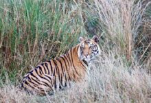 शहडोल के वन बाघों और हाथियों के लिए नेचुरल कॉरिडोर— 4 टाइगर रिजर्व्स को जोड़ने में अहम भूमिका