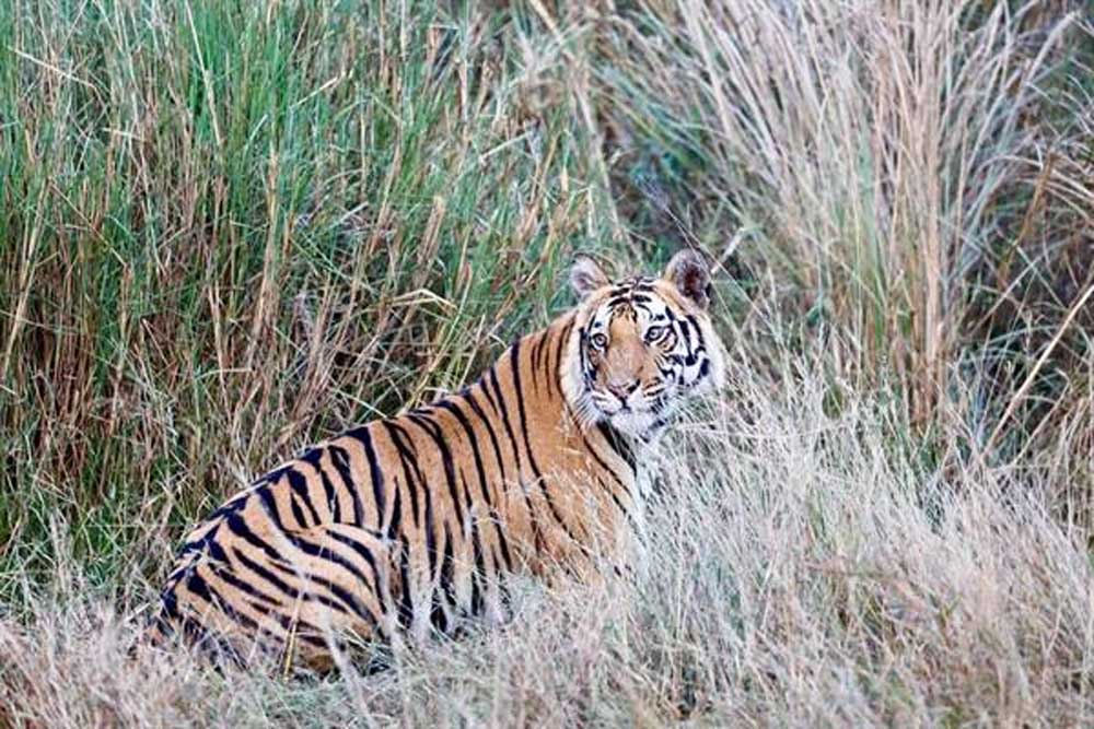 शहडोल के वन बाघों और हाथियों के लिए नेचुरल कॉरिडोर— 4 टाइगर रिजर्व्स को जोड़ने में अहम भूमिका