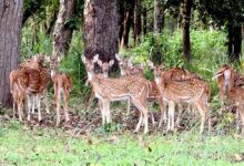 बफर जोन में वन्यजीव पर्यटन का बढ़ रहा आकर्षण